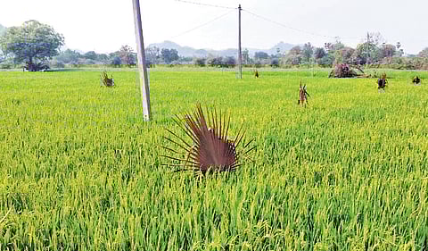 How palm leaves broke the rodent siege in Jagtial