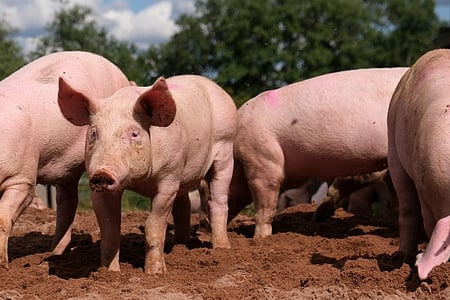 Assam bans inter-district movement of live pigs amid African Swine Fever outbreak