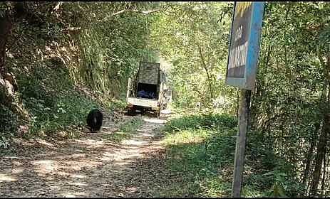 Following the capture, forest officials ensured that the animal was transported and released deep inside the protected forest area to prevent it from re-entering human settlements.