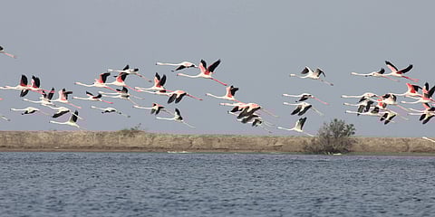 Point Calimere Wildlife and Bird Sanctuary: Winter havens for winged wanderers