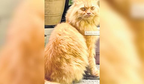 Kerala family’s plea for info on missing cat ‘Simba’ moves netizens