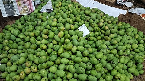 Adequate rain during second week of February to March is crucial for sustaining mango flowers for further growth.