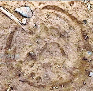 Fresh pugmarks were discovered in the fields