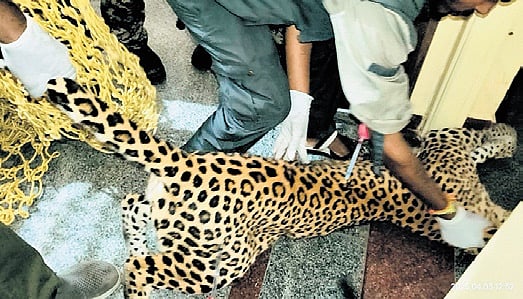 Forest officials capture the animal | Express
