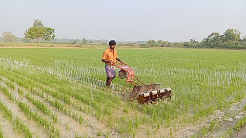 A man operating a deweeder in a summer paddy field in Thanjavur district 