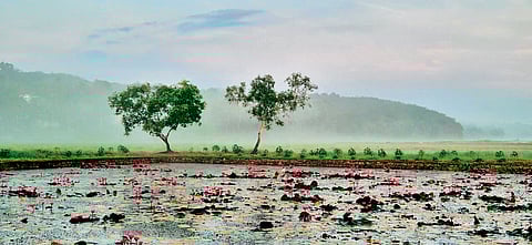 Water lily bloom in Olippuram 