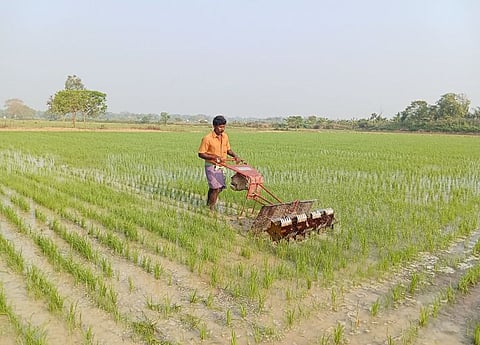 A farm worker operating a mechanised Kono weeder at a summer paddy field in Sakhigopal in Puri 