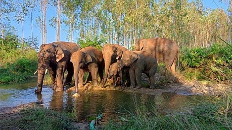 elephants