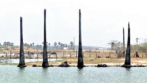Discharge of untreated effluents severely impacted the coconut orchard in the vicinity of an unauthorised aqua pond in Dr BR Ambedkar Konaseema district.