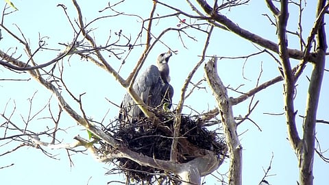 The vulture population in Tamil Nadu and the Nilgiri Biosphere Reserve (NBR) has risen from 320 to 390.