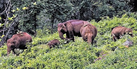 Sources in the forest division said that the removal of the solar fence would allow wild elephants to move freely since elephants are long-ranging animals and have no boundaries in the Kallar corridor. 