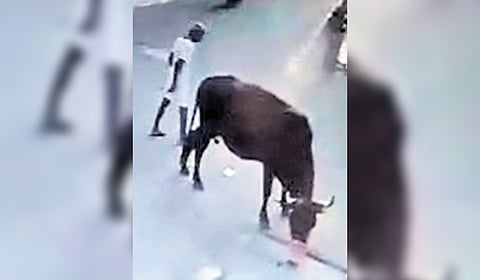 The cow turned aggressive and attacked Munusamy, a retired army personnel, from Tiruvannamalai. He was violently tossed into the air and suffered head injuries.
