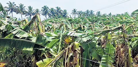 Banana plants that collapsed due to rain and strong winds in Anthiyur in Erode district.