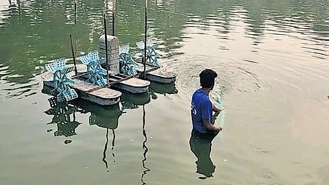 A view of an aquaculture farm in Andhra Pradesh.