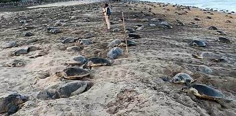 A new study has found that Olive Ridley sea turtles nesting in Odisha are genetically distinct from global populations, and significantly differ from those in Sri Lanka.