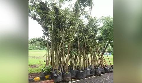 The High Court has authorised the transplantation of 26 trees to facilitate the Supreme Court’s expansion project, which aims to provide additional courtrooms.