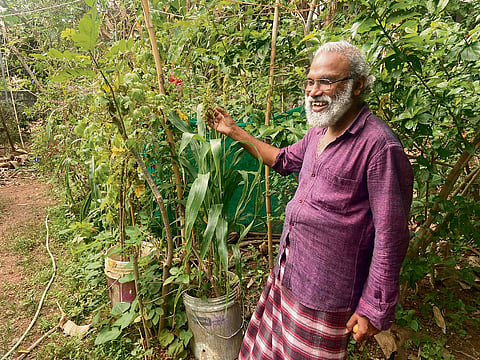 Organic Kerala Charitable Trust  
vice-president M M Abbas shows 
sorghum crop in his backyard 