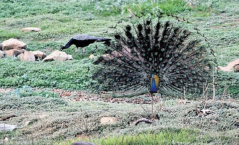 A peacock and a peahen on the dry Ullal Lake in Bengaluru .