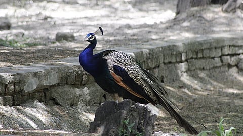 The plea sought regulations to curb the increasing peacock deaths due to uninsulated electric poles and exposed overhead wires.