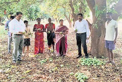 Officials, farmers examine mango crops after rains hit Mahbubabad on Thursday