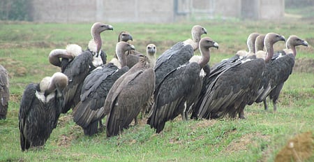 The success of the conservation efforts has been attributed to the joint efforts of the the departments of forest, animal husbandry and drug control as well as public participation.