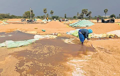 A view of paddy soaked in rainwater in Nalgonda on Thursday