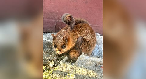 The Indian giant flying squirrel 