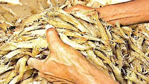 The committee will explore dynamic feed pricing, reduced import duties on feed raw materials, and a cluster-based approach with geotagging, branding, and certification.