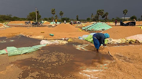 Paddy brough to the Primary Agricultural Cooperative Society. Image used for representational purposes only.