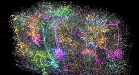 This image provided by the Allen Institute on April 8, 2025, shows a digital representation of neurons in a section of a mouse's brain, part of a project to create the largest map to date of brain wiring and function, in Seattle, Wash.