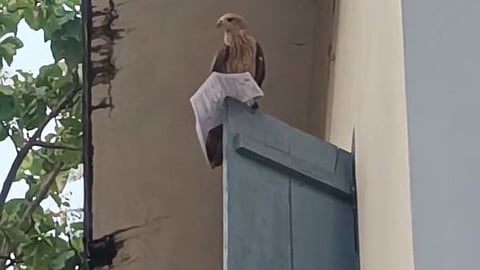The eagle perched on a  window with the hall ticket.