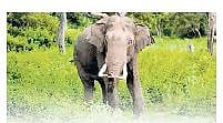  Jharkhand forest officials tell railways to slow train speed to protect wild elephants
