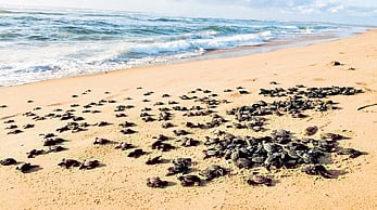 Olive Ridley hatchlings begin seaward journey from rookery at Odisha's Rushikulya