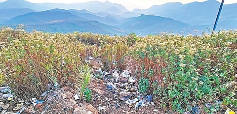 Plastic and other waste strewn atop Deomali in Pottangi block of Koraput district