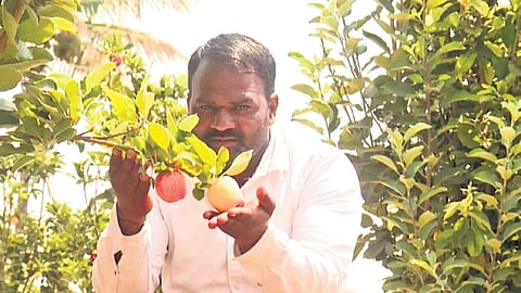 Kashmir to Kulali: Farmer brings apple orchards to scorching hot North Karnataka