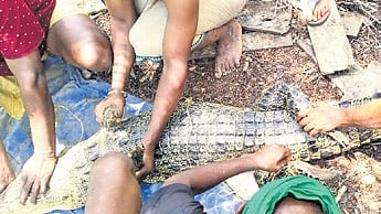 Forest range officer Chittaranjan Beura said that the crocodile did not harm any humans and was uninjured during the rescue.