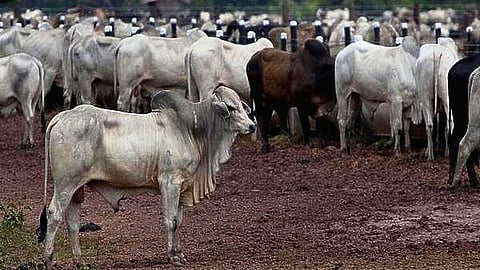 Image of cows used for representational purposes.