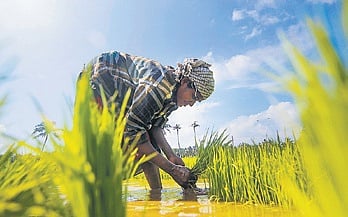 Farmers who started sowing by March-end/April this year can go for two crops  — with 65-85 days of cropping that can be harvested in June second week. 