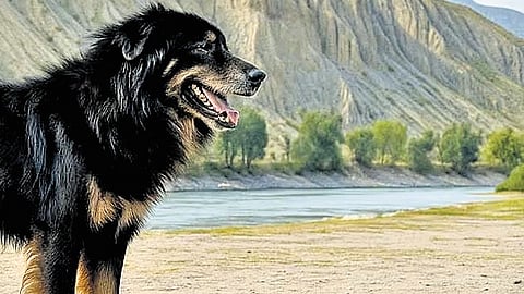 The government has notified ten new livestock and poultry breeds across various states, including buffalo, dogs, goats, ducks, donkeys, pigs, sheep, and yaks. 