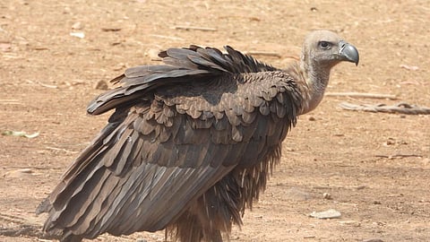 According to the winter vulture census conducted in MP during February, presence of a maximum 1221 vulture count was reported in Satna division of Vindhya region.
