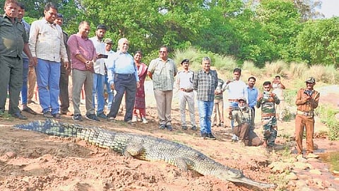 Forest department officials releasing a gharial into the Mahanadi river 