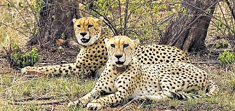 Gandhi Sagar Wildlife Sanctuary to become African cheetahs’ second home on April 20