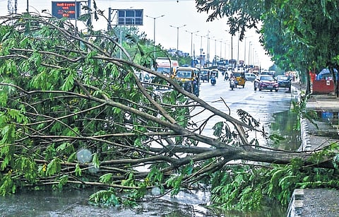 An uprooted tree lies on NH-16 near Nayapalli in capital city on Friday morning | DEBADATTA MALLICK