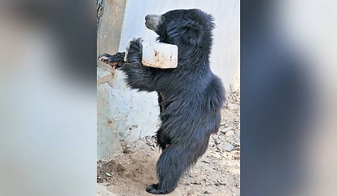 A bear playing with an ice block in an enclosure of Sambalpur Zoo 