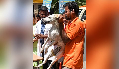 Tiruchy City Corporation dog catcher holds a stray dog that has been given anti-rabies vaccine.