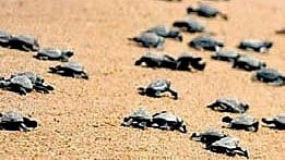 As part of the event, hatchlings of olive ridley turtles will be released into the sea, accompanied by the slogan: “From Shore to Sea – A Journey to Celebrate.” 