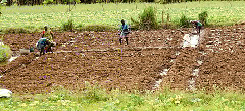 Summer crop cultivation at Thiruvalarsolai near Tiruchy.