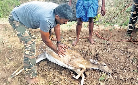 Saravanan is administering CPR to a spotted deer on the verge of death in Coimbatore.