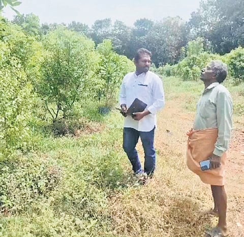 Sandalwood plantation in Thamarakulam 