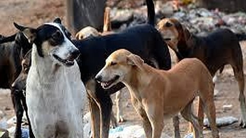 Image of dogs used for representational purposes only.